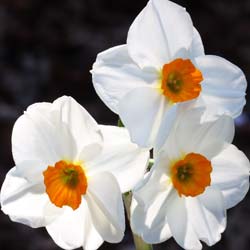 Daffodil 'Geranium'